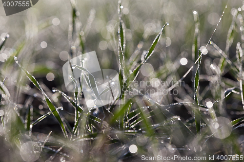 Image of young grass plants, close-up