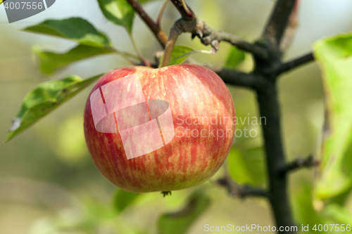 Image of Apple on a branch