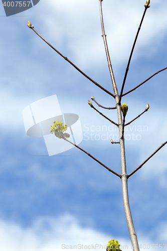 Image of flowering maple, close up