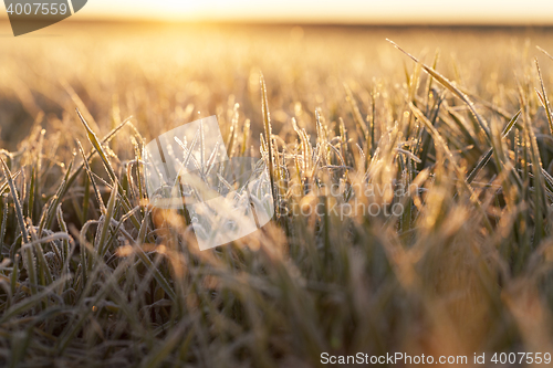 Image of frost on the wheat