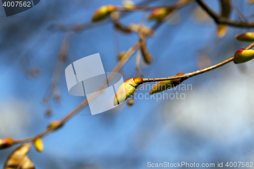 Image of trees in the spring