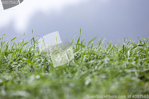 Image of young grass plants, close-up