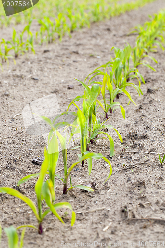 Image of young sprout of corn