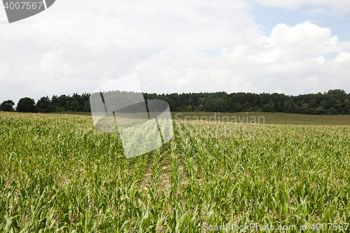 Image of corn field, agriculture