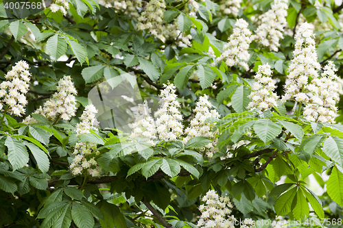 Image of blooming chestnut tree in the spring