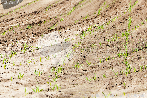 Image of corn field. close-up