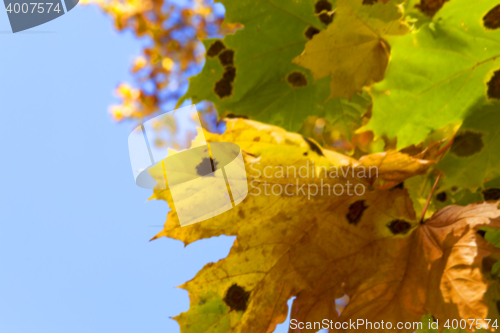 Image of autumn in the park