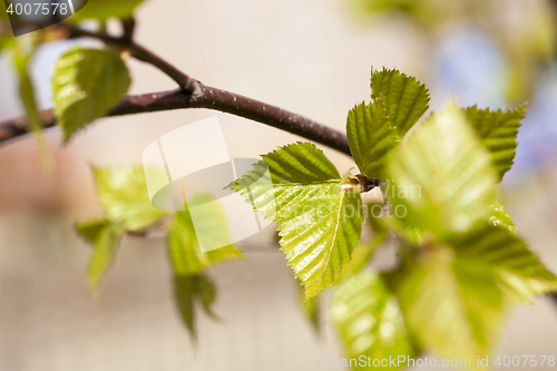 Image of trees in the spring