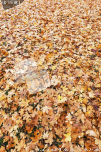 Image of old autumn foliage