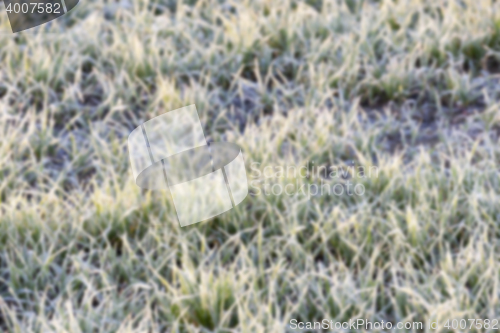 Image of wheat during frost