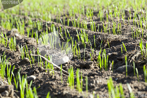 Image of young sprouts of wheat