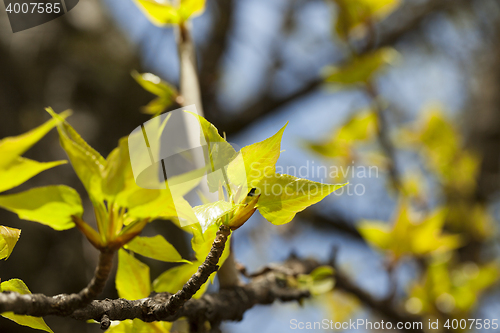 Image of linden trees in the spring