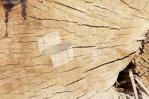 Image of cut down a tree, close-up