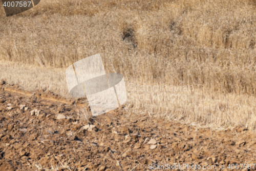 Image of ripe wheat crop