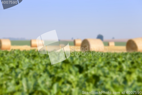 Image of haystacks in a field of straw