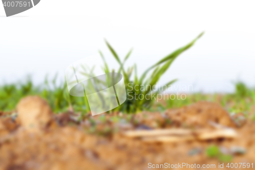 Image of young grass plants, close-up