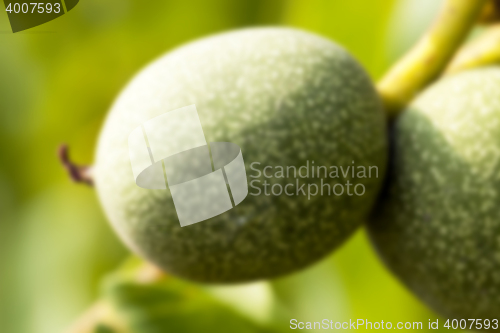 Image of unripe green walnuts