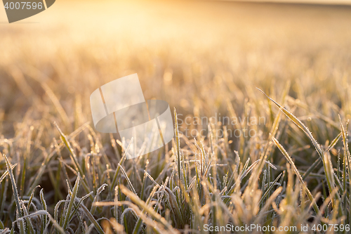 Image of wheat during frost