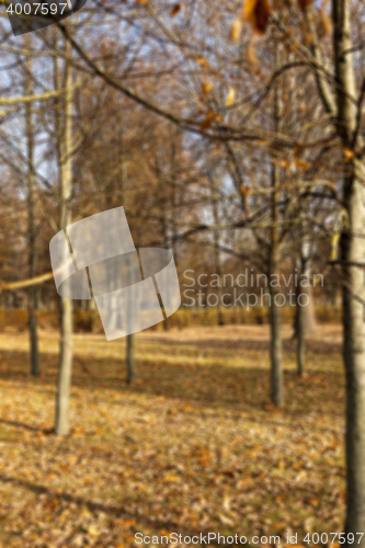 Image of autumn in the park