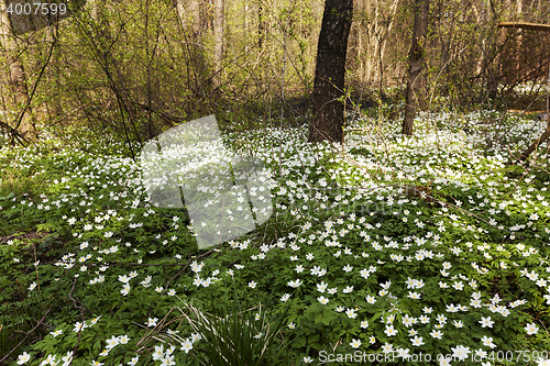 Image of spring flowers in white