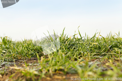 Image of young grass plants, close-up