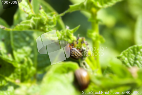 Image of Colorado potato beetle on potatoes
