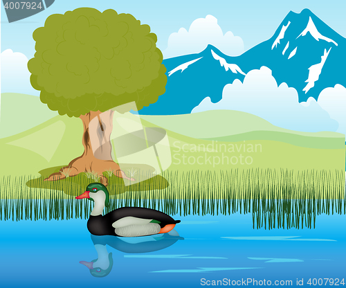 Image of Duck sails in pond