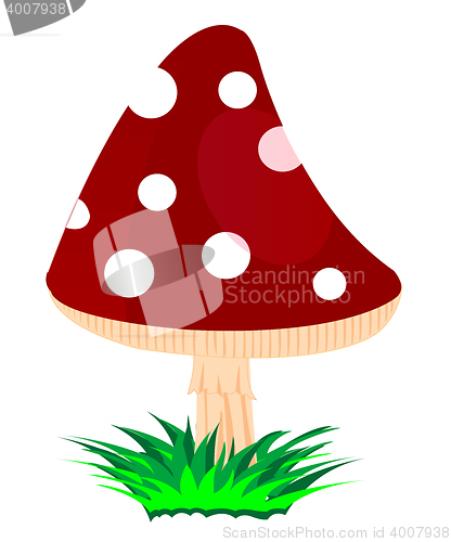 Image of Mushroom fly agaric