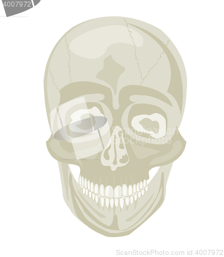Image of Skull of the person