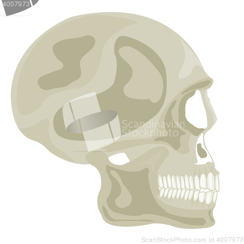 Image of Skull of the person