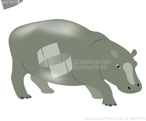 Image of Animal hippopotamus