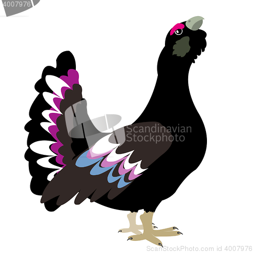 Image of Bird black grouse on white background
