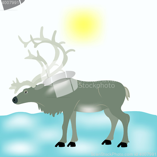 Image of Reindeer in tundra