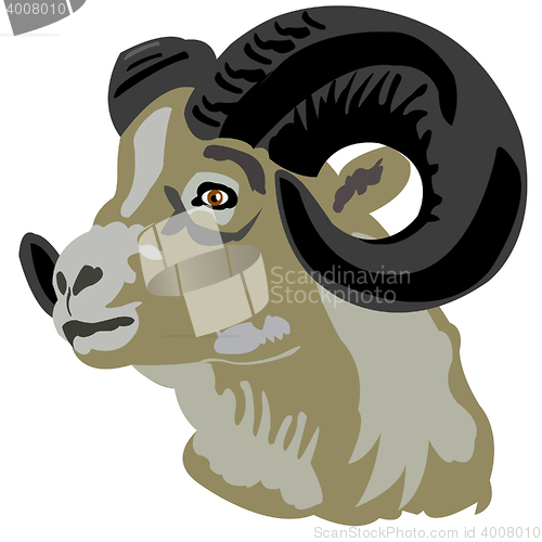 Image of Head of the mountain ram