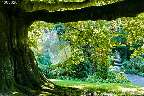 Image of Tree canopy