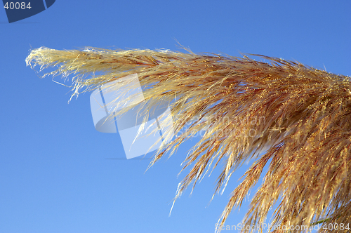Image of Detail of pampas grass