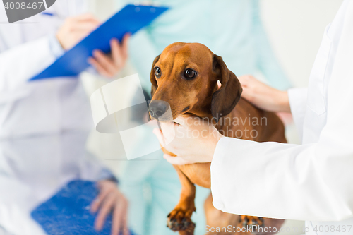 Image of close up of vet with dachshund dog at clinic