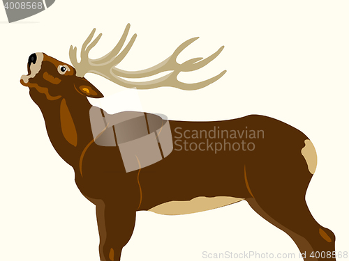 Image of Wild deer with horn