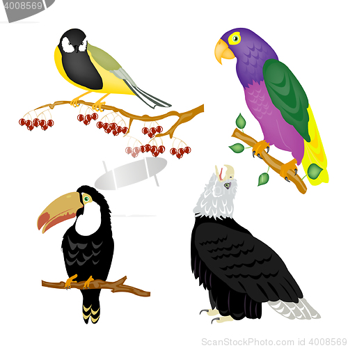 Image of Illustration of the varied birds