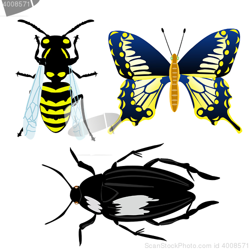 Image of Illustration insect