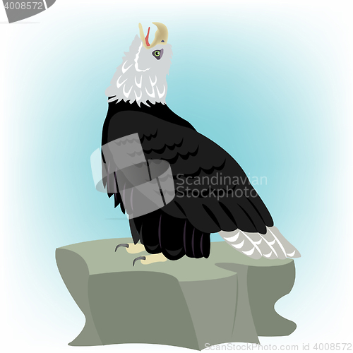 Image of Bird eagle on stone