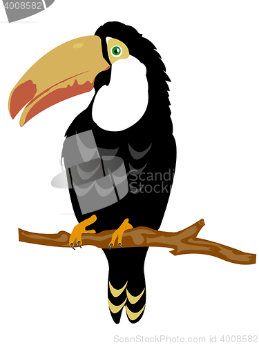Image of Bird toucan on branch tree