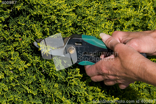 Image of Hedge Trimming