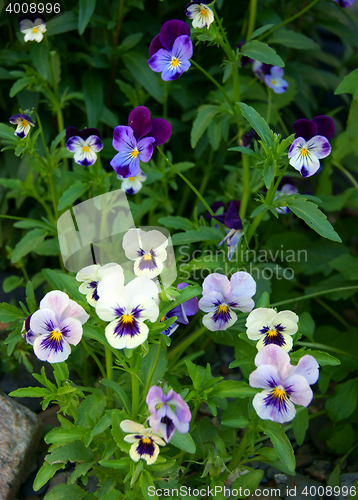 Image of Flower pansy