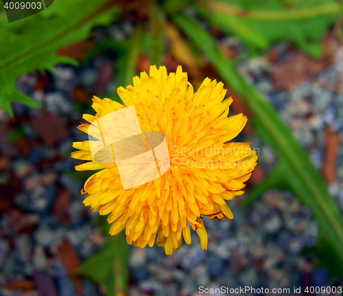 Image of Flower dandelion