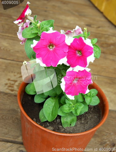 Image of Flower Petunia in pot