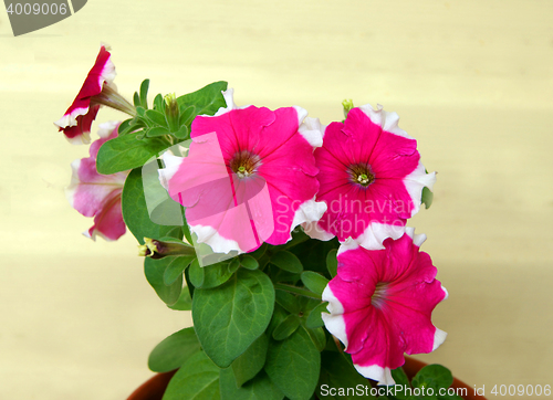 Image of Flower Petunia 