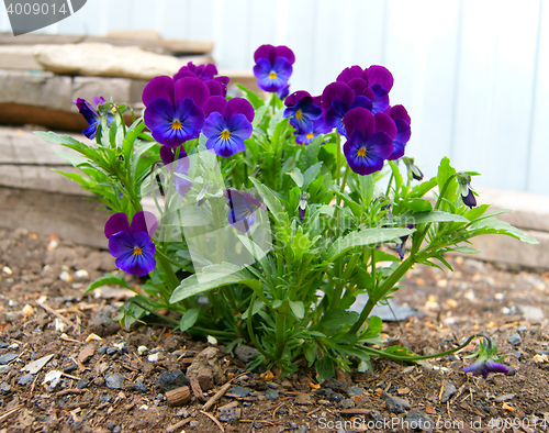 Image of Flower pansy