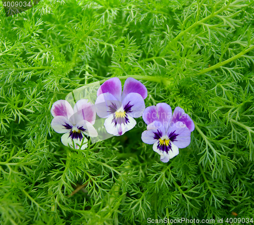 Image of Three flowers pansy