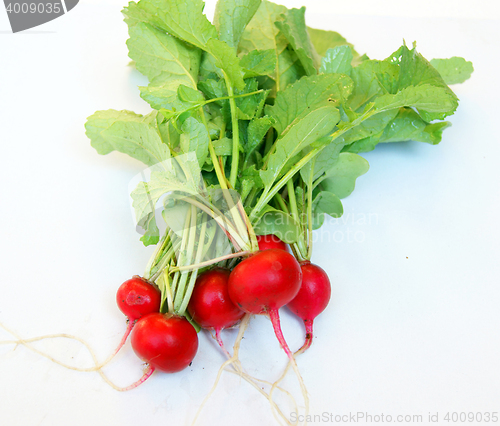 Image of Fresh radish with vegetable garden